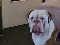 Old english bulldoge mit Papieren