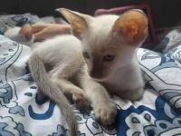 Supersüße Point-OKH´s mit Stammbäumen