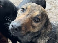 MARCO  ca.2-jähriger, freundlicher, sanfter Rüde, ca. 46 cm, sehr aufgeschlossener Rüde
