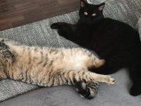 BKH Katzen ab zugeben/nicht Sterilisiert