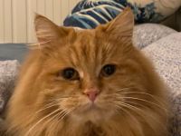 Maine Coon Mix Kater sucht dringend ein neues Zuhause ❤️