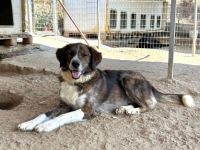 Nysa Powerpaket auf vier Pfoten sucht ihr Abenteuerherz