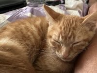 Süße katzenbabys zu verkaufen