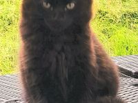 Zuckersüße Babykatze / Kitten sucht ein liebevolles Zuhause