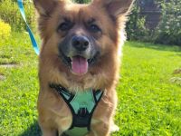 Corgi-Mix Benson sucht ein ruhiges Zuhause