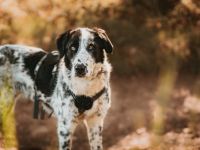 Liguria wartet in ihrer Pflegestelle