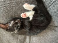 Kitten suchen Zuhause