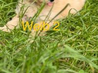 Maltipoo Weibschen Aprico**