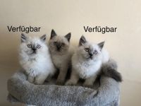 Reinrassige BKH BLH blue Point Kitten