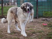 Prachtvoller Bjarni sucht ein liebevolles Zuhause