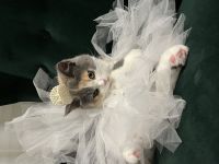 Britische kurze Haare