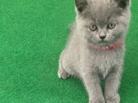 Katzen baby British kurzhaar