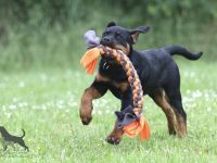 Rottweiler Welpen Sachsen-Anhalt