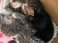 5 Kitten suchen noch einen neues Zuhause