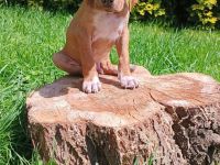 English Pointer- puppies FCI