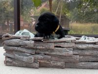 Cane Corso Welpen Mix