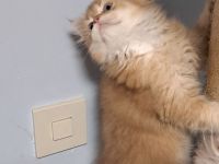 zwei BLH Katerchen, Kitten,  0115756449437