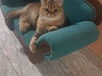 Bkh Katze 2 Jahre,  0115756449437