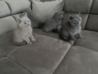 BKH KITTEN ABGABE 27.07