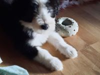Bearded Collie Welpen reinrassig VDH2 Mädchen suchen noch ihr passendes zu Hause