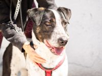 Schenkst du Archie ein tolles Zuhause?