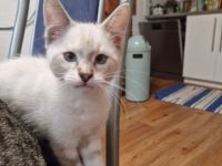 Hübsche Maine Coon Mischlingsdame