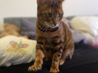 Bengal Kater