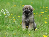 WELPEN – KARSTSCHÄFERHUNDE