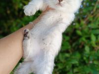 Britisch Kurzhaar Kitten