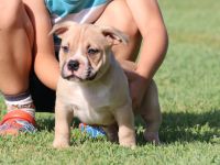 American Bully. Pocket Bully