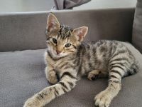 Bengal Mix Maikätzchen