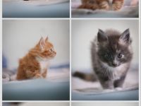 Maine Coon Kitten zu verkaufen