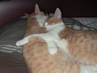 Die beiden Mäuse suchen neues Zuhause