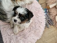 2 reinrassige Mini Yorkshire Terrier