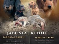 Rauhhaar Teckel Welpen (Standard)