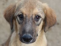 Sophia, geb. ca. 03/2024, lebt in GRIECHENLAND, auf einer privaten Pflegestelle