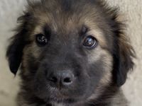 Felix und Milkey, geb. ca. 03/2024, lebt in GRIECHENLAND, im städt. Tierheim Serres