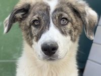 Amelie und Amin geb. ca. 02/2024, lebt in GRIECHENLAND, im städt. Tierheim Serres