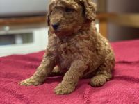 Pudelwelpen, Kleinpudel, fawn