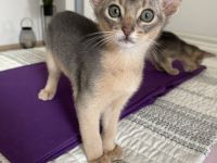 Abessinier Kitten aus registrierter Zucht mit Stammbaum