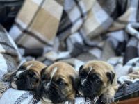 Wunderschöne Boxer/Cane Corso Welpen zu verkaufen!