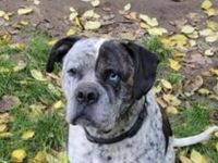 American Bulldog Mix sucht Aufgabe