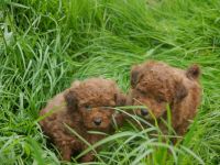 Bolonka-Pudel (Doodle, Bollipoo) Welpen in traumhaften einzigartigen Farben.