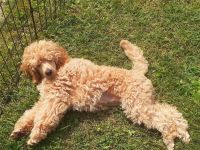Kleinpudel, apricot, hündin