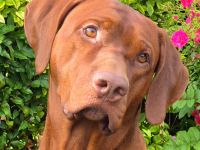 Rhodesian Ridgeback *Livernose*
