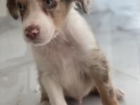 Australien Shepherd Welpe