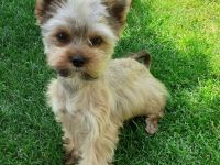 jorkshirterier Deckrüde