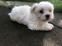 Bichon Maltese ladys 9 Wochen