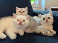 BKH Kitten mit Stammbaum