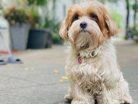 Wurfankündigung: Hurra - der B-Wurf von VDH-Bibi und Filou ist unterwegs! Bitte sorgf. durchlesen!